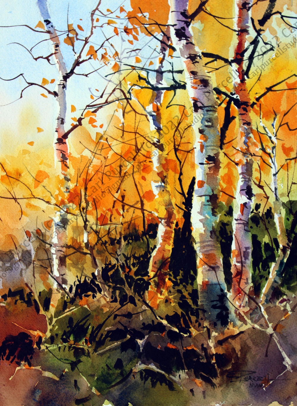 Aspen Tango (Original 1/4 Sheet Watercolor) – Carl Purcell Art